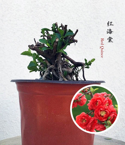 alm-Sized White Red Quince Bonsai – Massive White Blooms, Beautiful Old Stump Shape