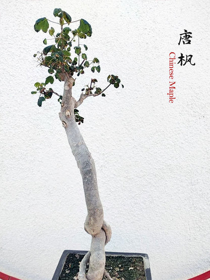 Authentic Chinese Trident Maple Bonsai - Fiery Red Fall Colors, Old Style Nebari with Stone Pot CYMUS Nurery