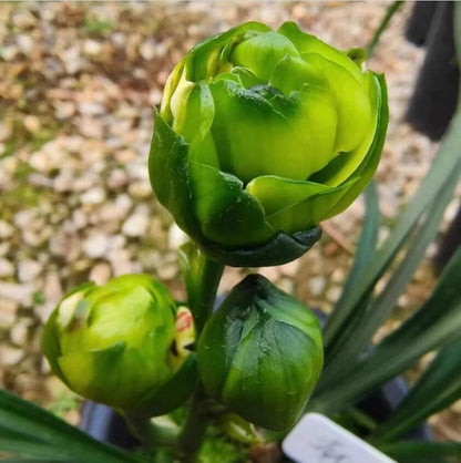 Cymbidium Orchid Plants 绿云牡丹-Green Cloud Peony Easy Care Orchids Air Purifying Live Houseplant Chinese  cymbidium Goeringii 春兰