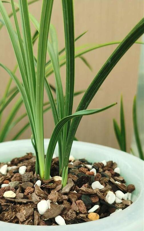 Per-sale Cymbidium Orchid Faberi 'DuanMei' Bare Root and Shipped no buds