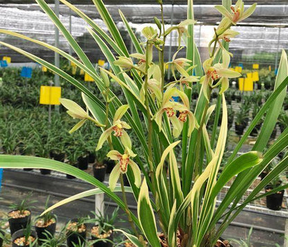 Cymbidium Ensifolium锦旗 JinQi Orchids Perfect for Windowsills or Indoors