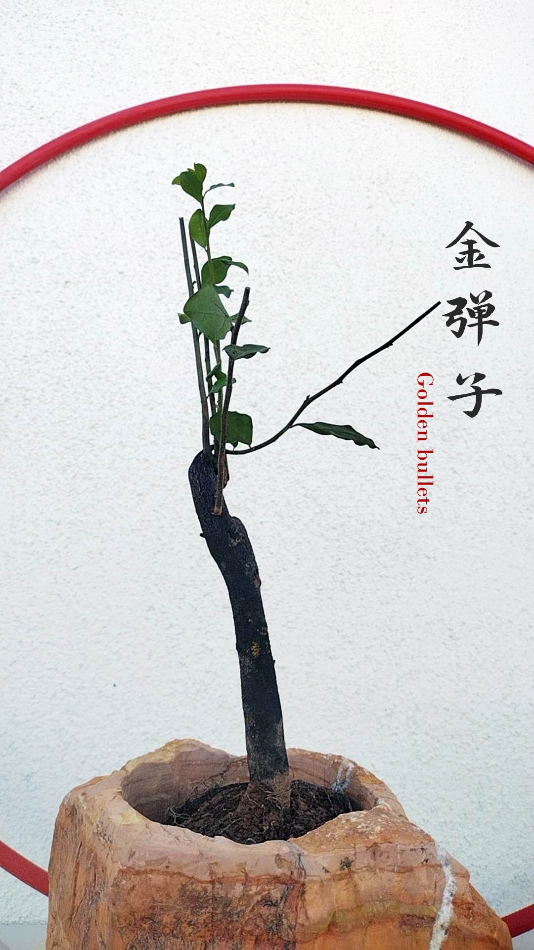 Female Diospyros armata J111 金弹子 evergreen JinDanZi  stump bonsai without pot