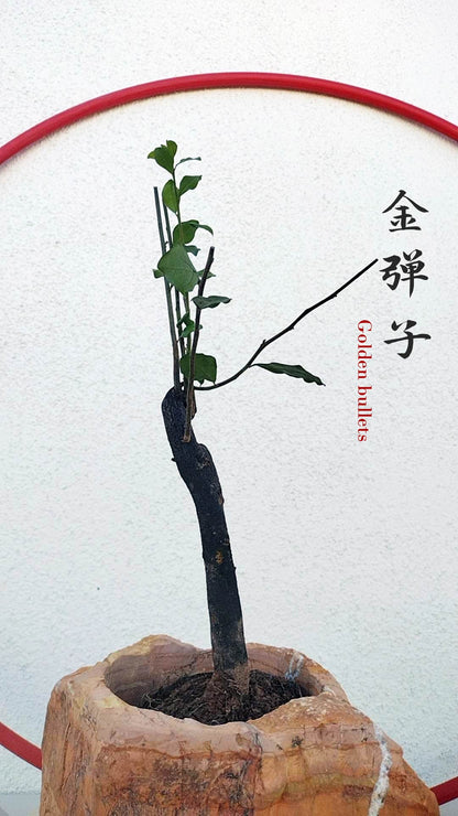 Female Diospyros armata J111 金弹子 evergreen JinDanZi  stump bonsai without pot