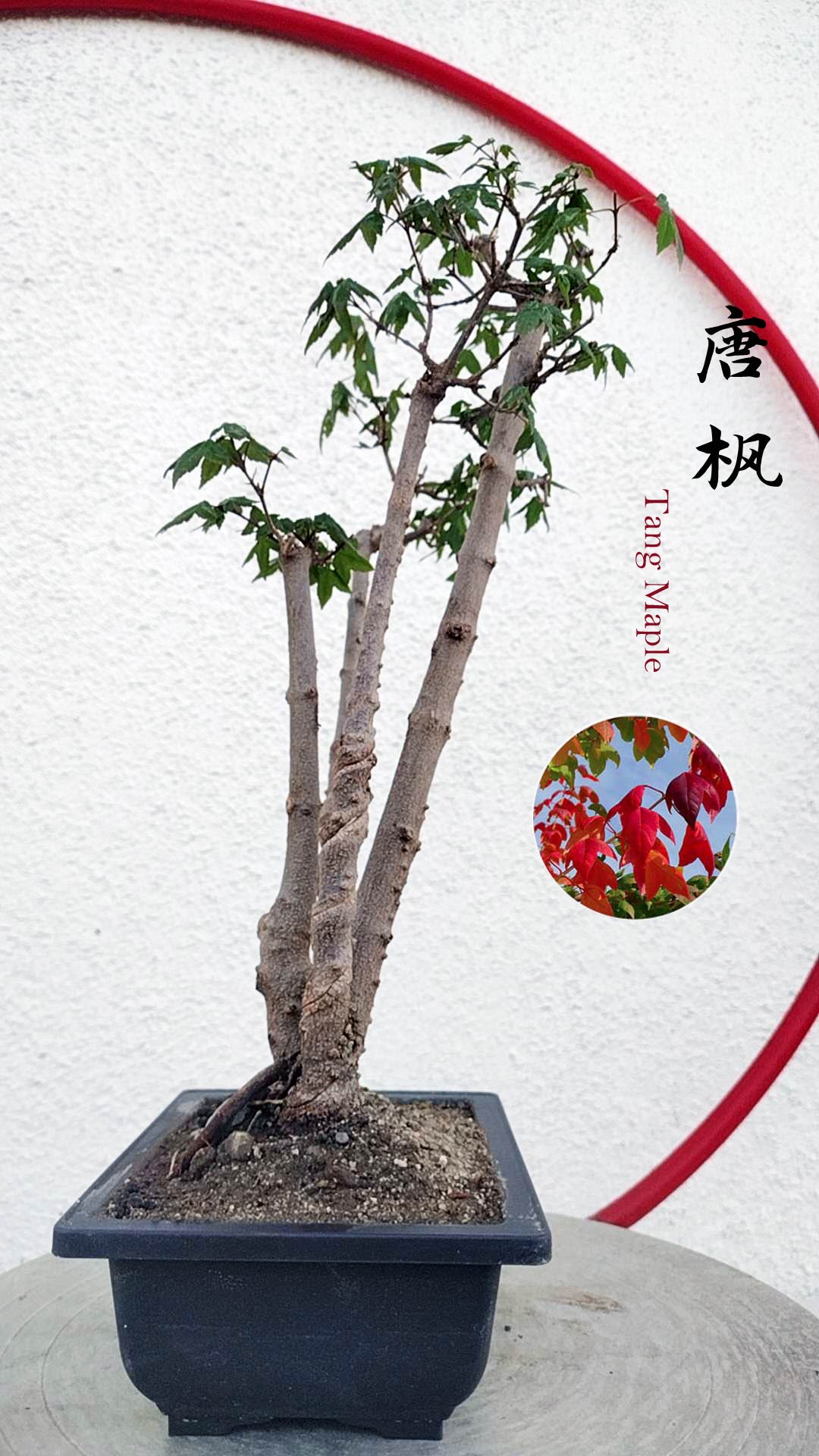 Authentic Chinese Trident Maple - Fiery Red Fall Colors, Old Style Nebari with pot