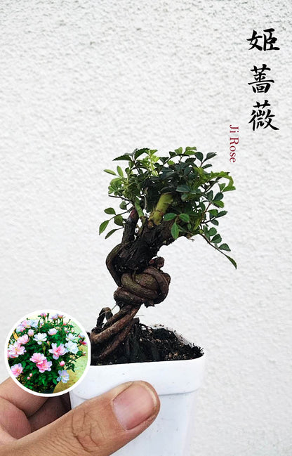 Mini cute Ji Rose with white pot 姬蔷薇 迷你可爱盆景 Bonsai Live Green Bonsai Tree Indoor outdoor Gardening Live Houseplant Home Decor Gift