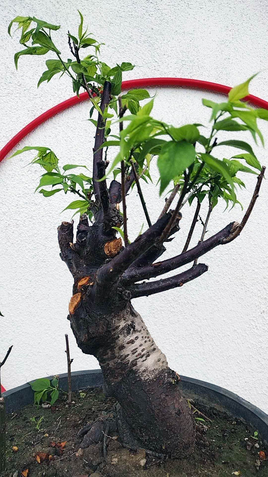 Rare Green Calyx Japanese Apricot Bonsai (Prunus mume) – 25+ Year Old
