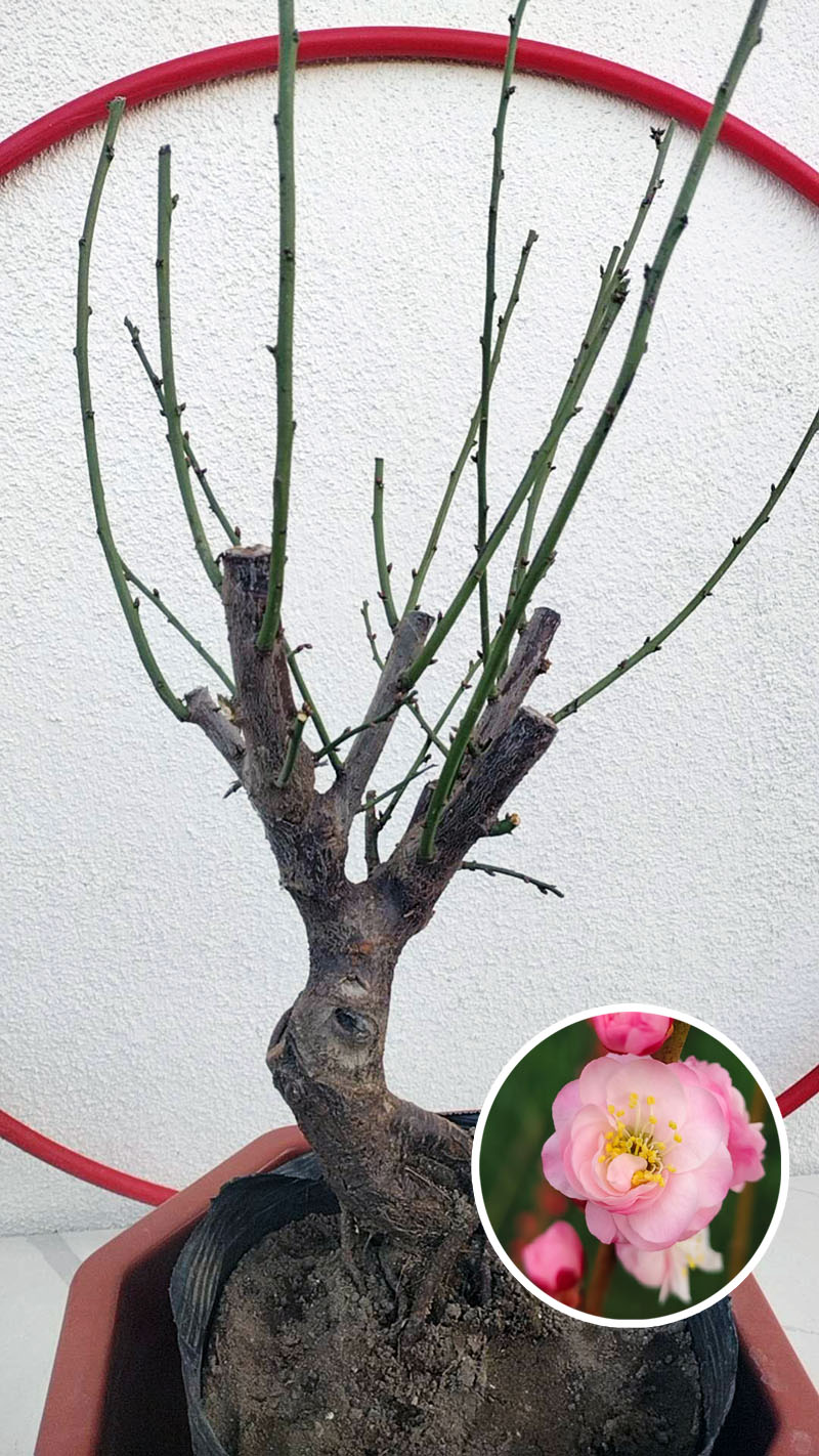 Rare Pink Japanese Apricot Bonsai (Prunus mume) 12+ year old