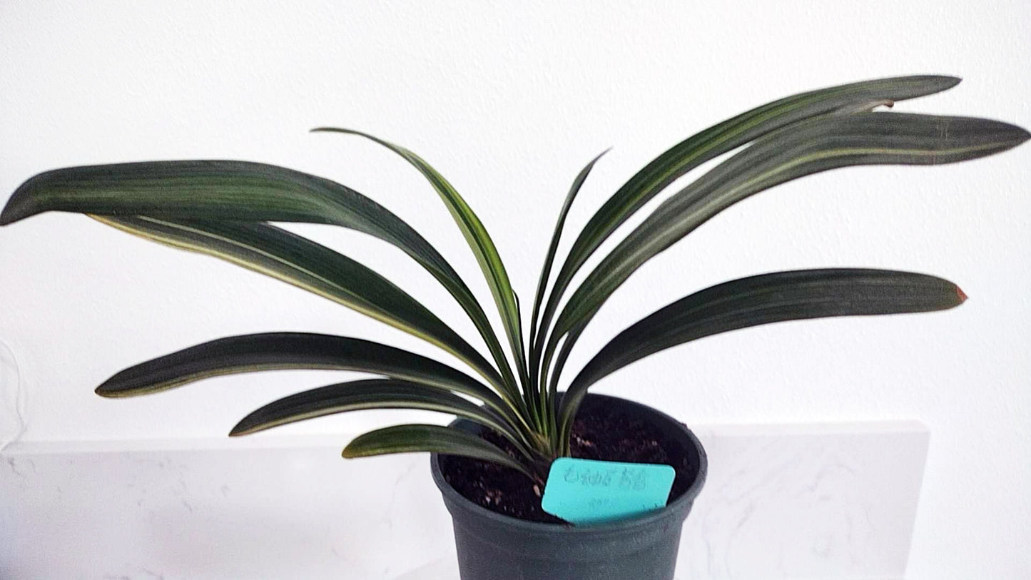 Variegated Clivia  君子兰 彩兰   毛油鸳鸯 Maoyoujiang Mandarin Duck 10 leaves with pot