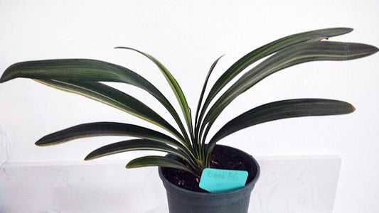 Variegated Clivia  君子兰 彩兰   毛油鸳鸯 Maoyoujiang Mandarin Duck 10 leaves with pot