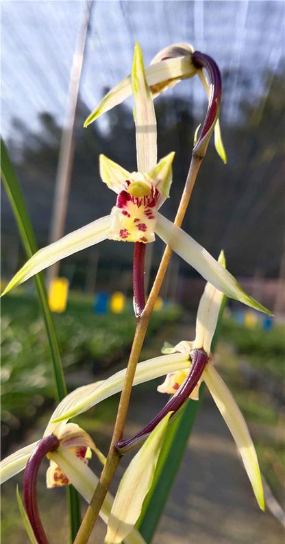 Cymbidium KanRan Yang Guifei 杨贵妃 Fragrant Orchids