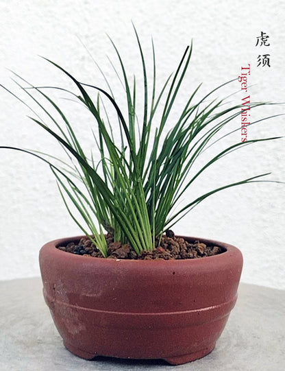 Tiger Whiskers Acorus Bonsai – Fragrant Foliage & Traditional Chinese Scholar’s Plant CYMUS Nursery