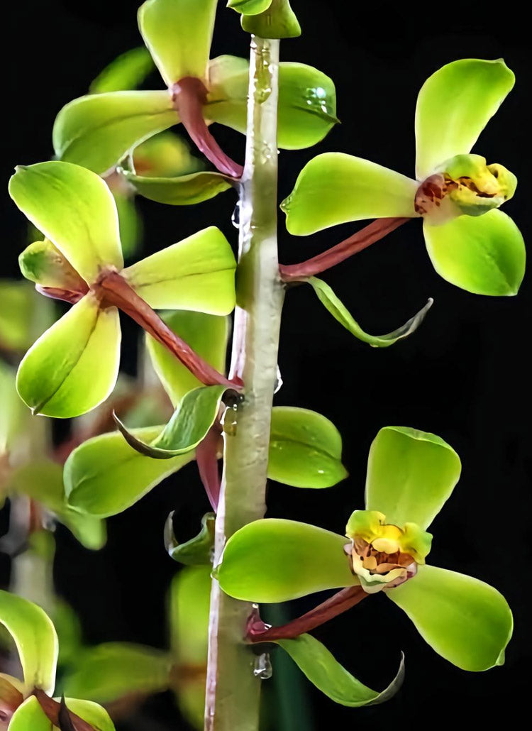 Per-sale Cymbidium Orchid Faberi 'ChengMei' Bare Root and Shipped no buds