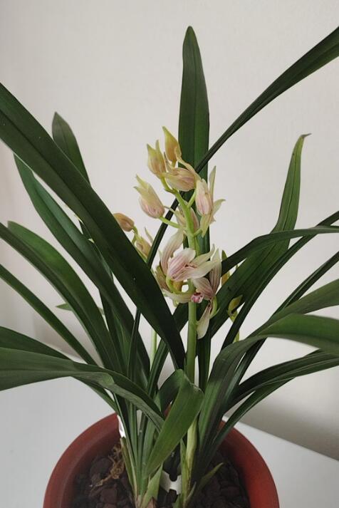 Live Orchid Color Plant 秋榜 菲雪 Flowers for Window, Yard, Garden-Spring Dew-Shipped With Flowers-QiuBang