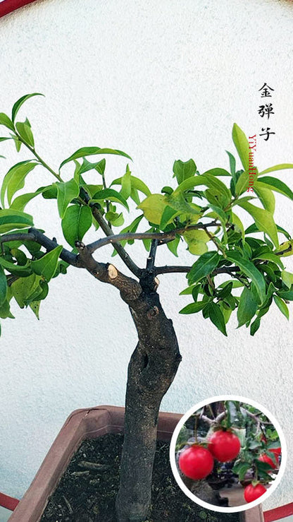 Diospyros armata 金弹子 逸源红 evergreen JinDanZi  stump bonsai with pot CYMUS Cymbidium Orchids Plum Blossom Bonsai Sale