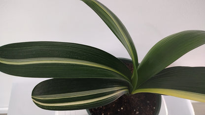 Variegated Clivia  君子兰 彩兰   五彩鸳鸯1 Multicolored Mandarin Duck with pot