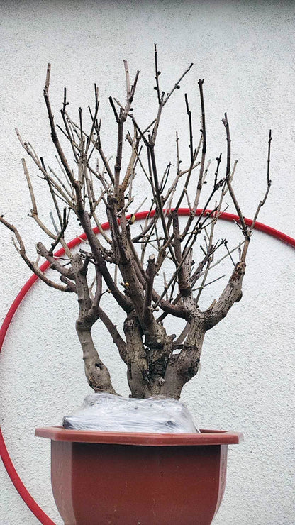 Rare Fragrant Wintersweet Shrub (Chimonanthus praecox) – 20+ Year Old with Buds