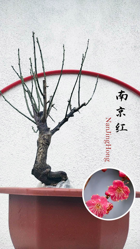 Rare 'NanJingHong' Japanese Apricot (Prunus mume)–10+ Year Old 南京红 with Buds