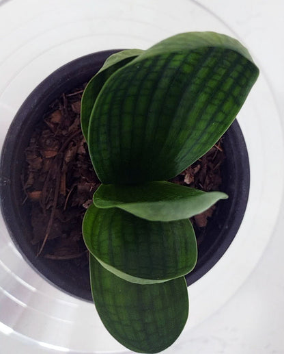 Mini Clivia miniata Cute and round with pot