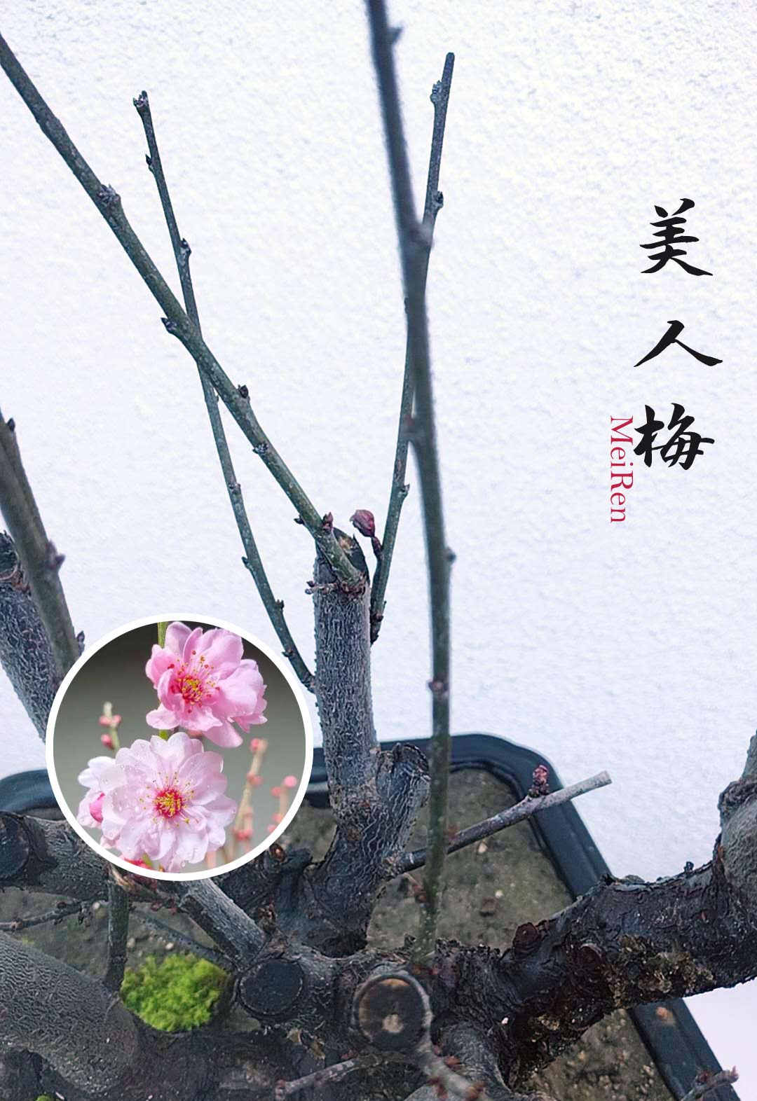 Rare MeiRen Japanese Apricot Bonsai (Prunus mume) – 8+ Year Old with Buds