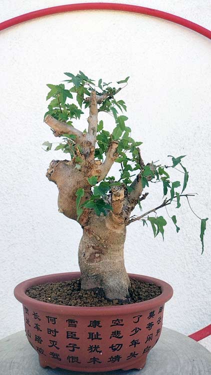 Authentic Chinese Trident Maple - Massive Nebari, Old Style Trunk with pot CYMUS Nurery
