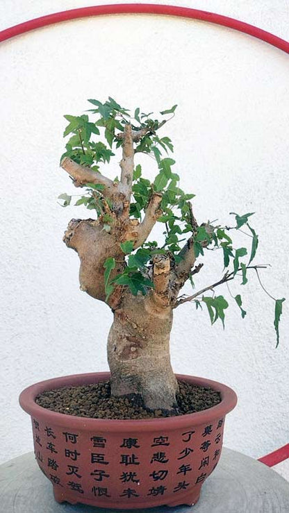 Authentic Chinese Trident Maple - Massive Nebari, Old Style Trunk with pot CYMUS Nurery
