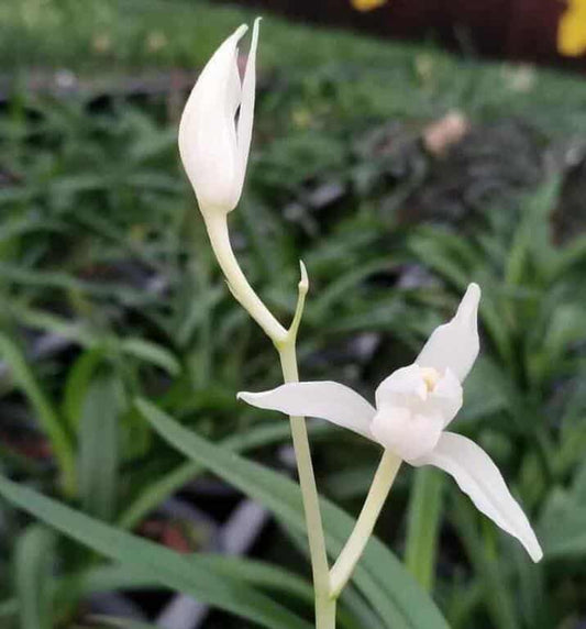 Cymbidium Orchid Ensifolium White Fox 白狐 Flowers Easy to Grow, House Plants