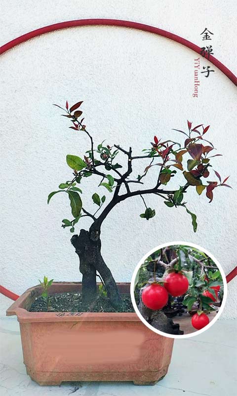 Diospyros armata 金弹子 逸源红 evergreen JinDanZi  stump bonsai with pot