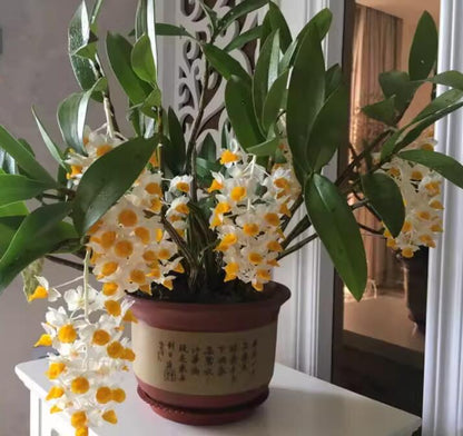 Dendrobium thyrsiflorum 球花石斛 Cooktown Orchid Australia’s Sunshine Bloom without flowers