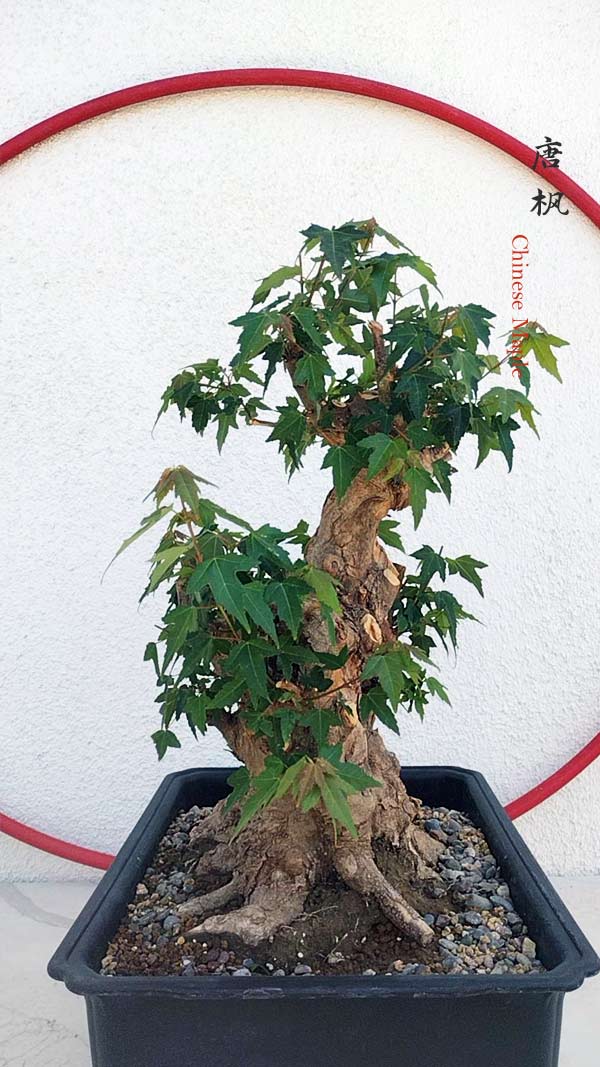 Authentic Chinese Trident Maple  Fiery Red Fall Colors, Old Style with pot