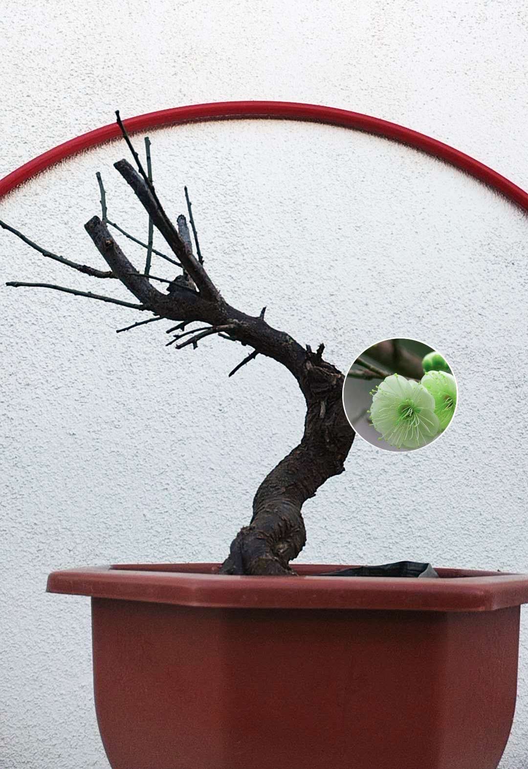 Rare Green Japanese Apricot Bonsai (Prunus mume) – 5+ Year Old with Buds