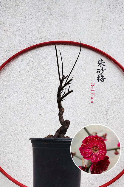 Rare Cinnabar Red Japanese Flowering Apricot (Prunus mume) – 8+ Year Old in Bud