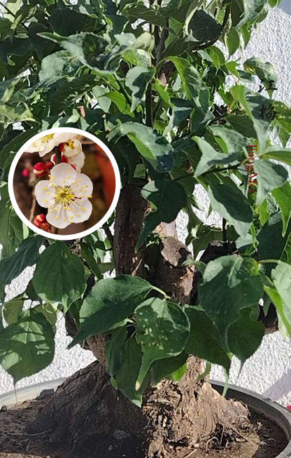 Rare JIangMei Japanese Apricot Bonsai (Prunus mume) – 30+ Year Old with pot