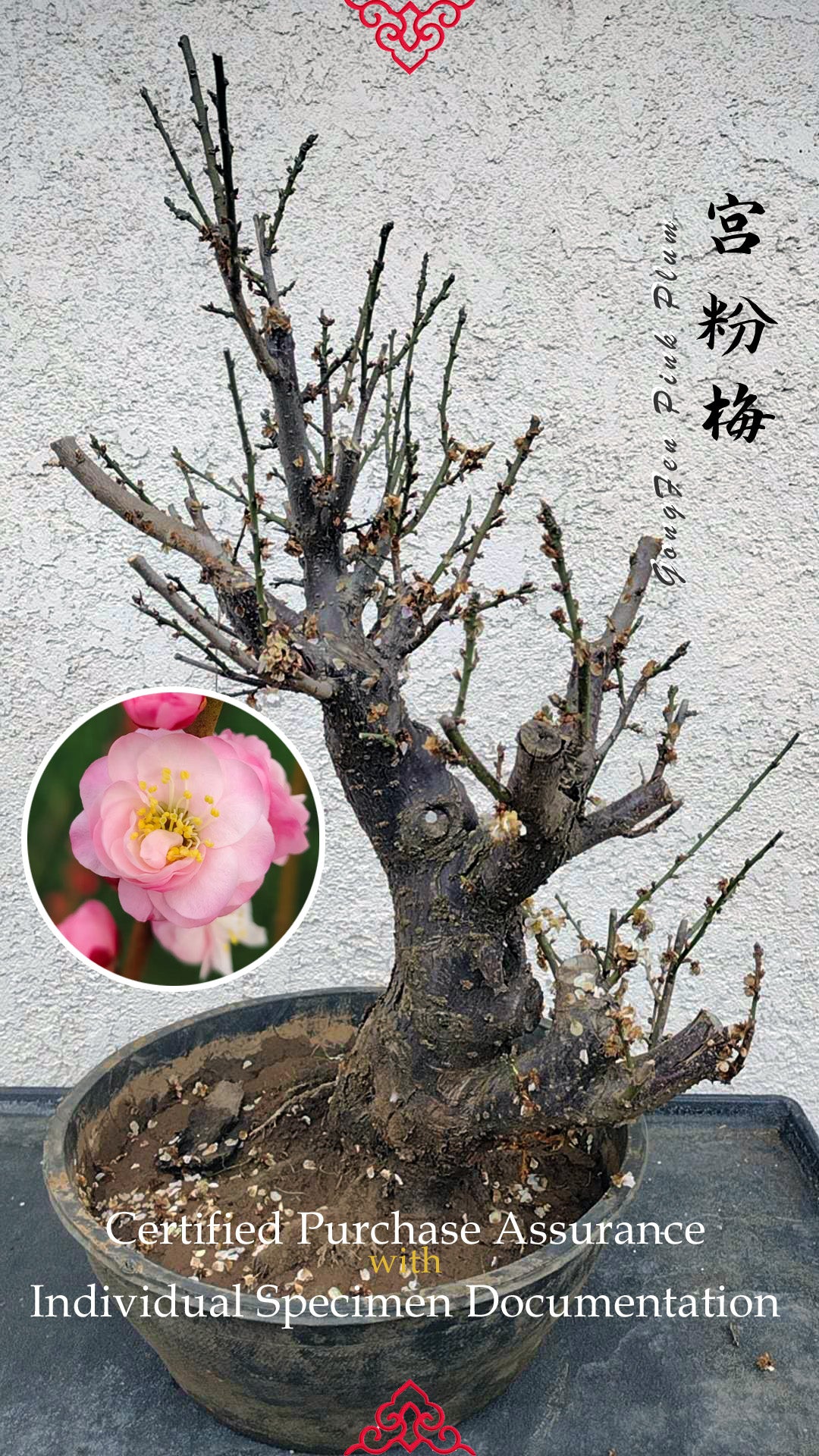 35+ years old Plum bonsai without buds  bare root live plant 红梅 粉梅 白梅 Red plum,Jiang plum, White plum