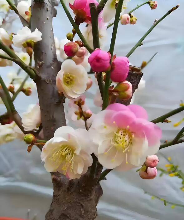 Rare Jumping Branch Japanese Apricot Bonsai (Prunus mume) – 15+ Year Old with Buds
