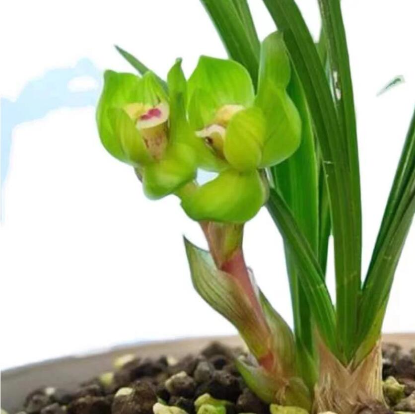 Pre-order Cymbidium Orchid Goeringii Green Cloud 绿云 Bare Root without buds