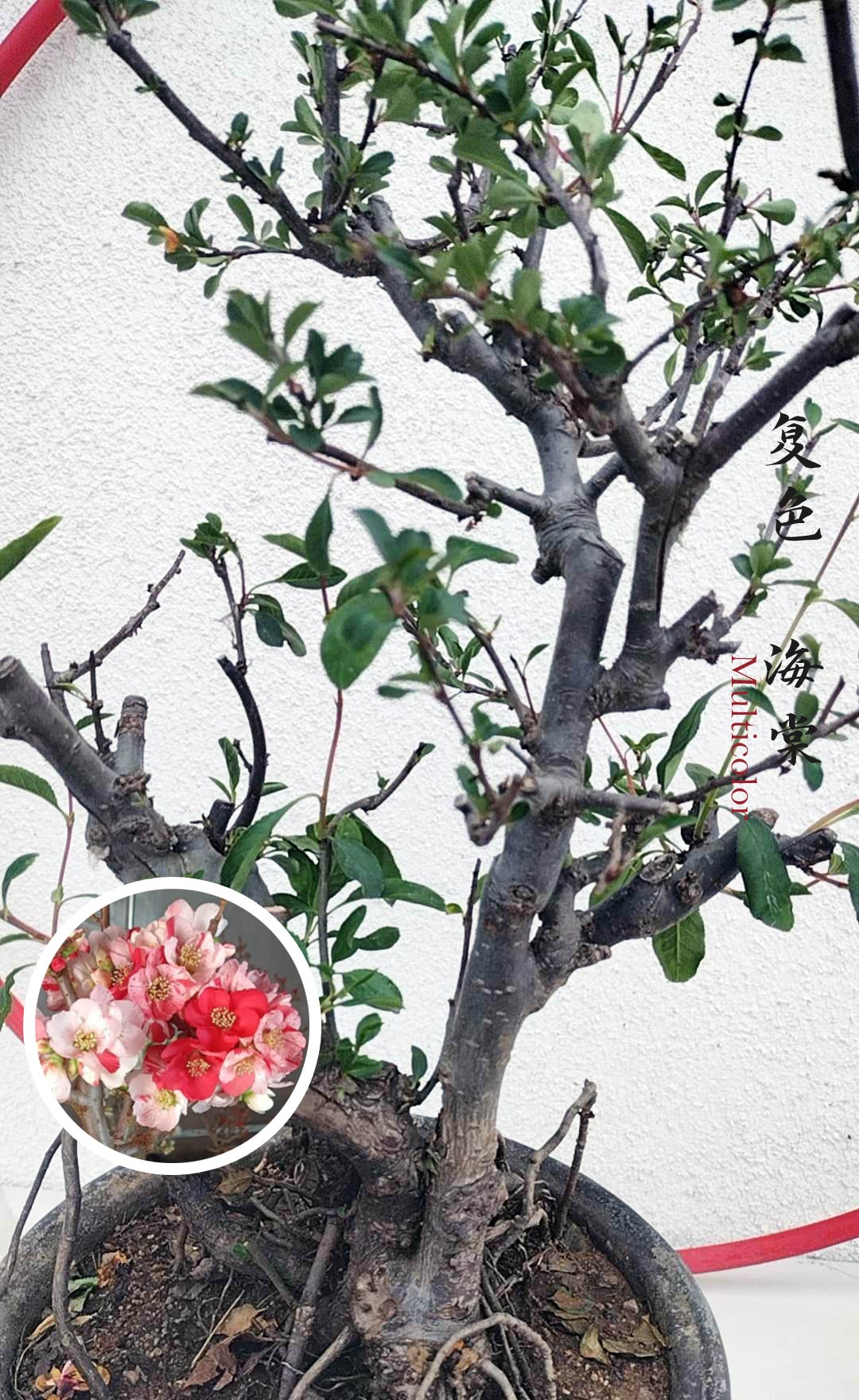 Rare Multi Color Flowering Crabapple Bonsai - Red Pink White Blooms - Japanese Flowering Quince with pot