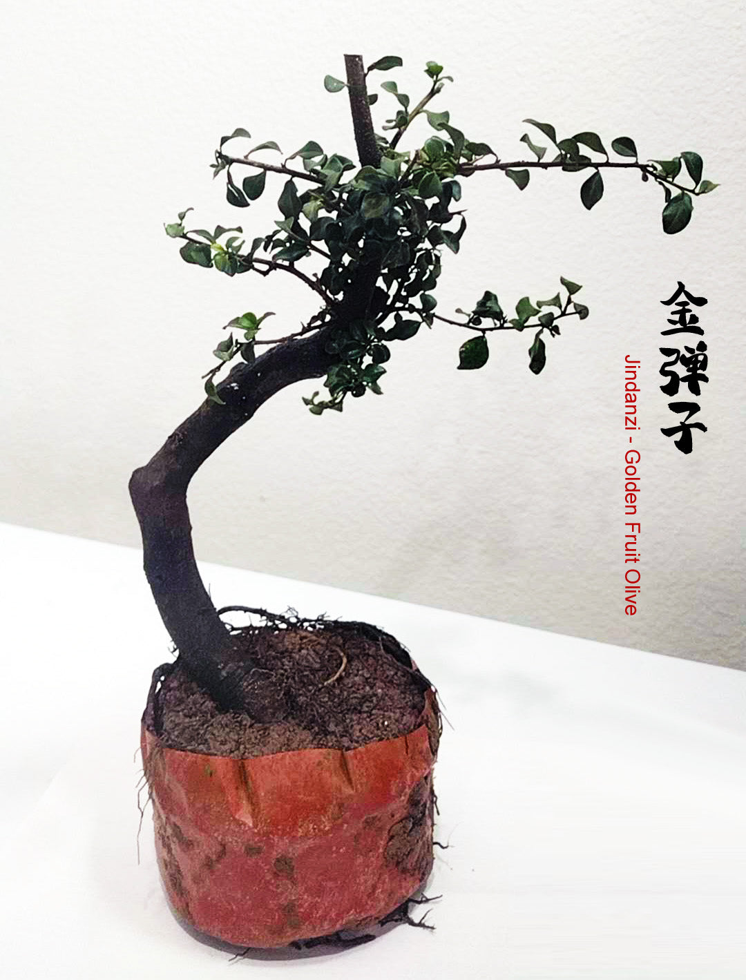 Jindanzi (Diospyros cathayensis) - Golden Fruit Olive 金弹子 bonsai 盆景桩 12inch tall