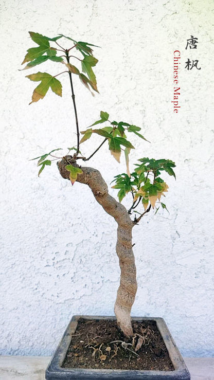 Trident Maple Bonsai with Pot, Fiery Red Fall Colors, Old Style CYMUS Nurery