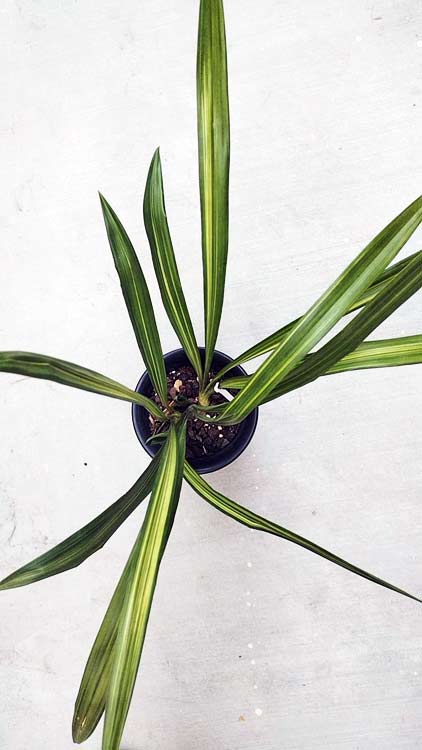 Live Orchid Plant Live Cymbidium sinense-WanDaiFu-万代福-Bare Root