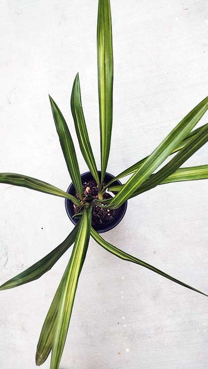 Live Orchid Plant Live Cymbidium sinense-WanDaiFu-万代福-Bare Root