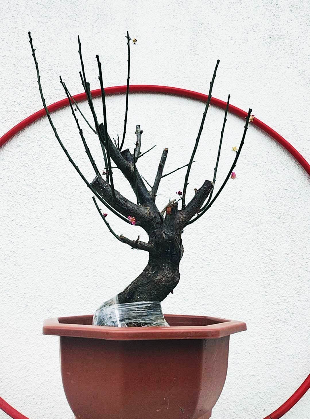 Rare Cinnabar Red Japanese Flowering Apricot (Prunus mume) – 15+ Year Old in Bud