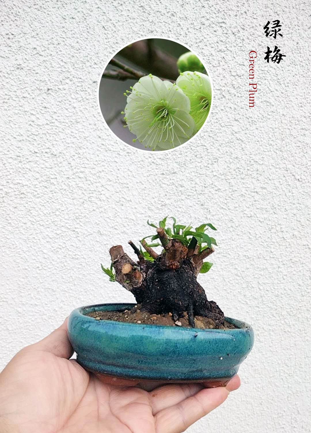apricot bonsai tree Japanese Apricot Bonsai bulldog tree (Prunus mume) 12+ Year Old without Buds – CYMUS Nurery