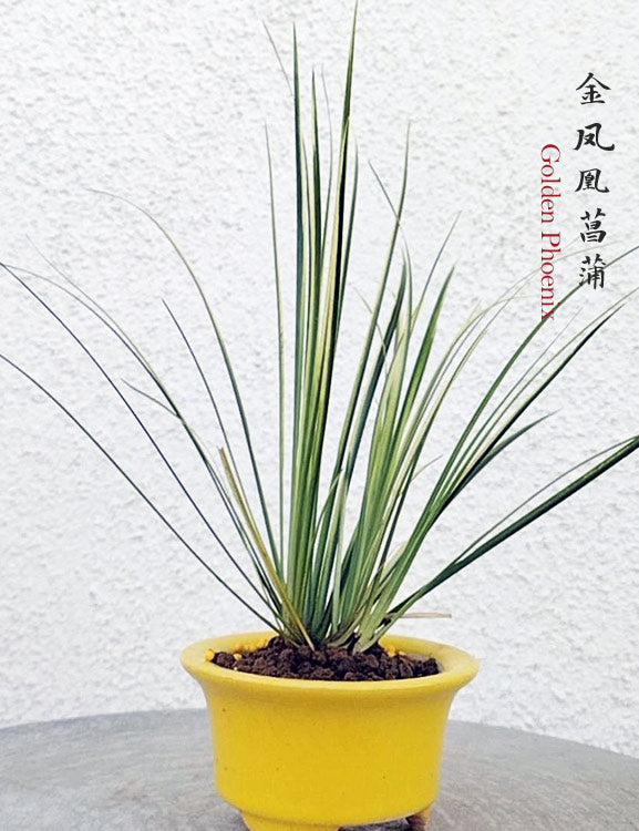 Golden Phoenix Calamus Acorus Bonsai – Fragrant Foliage & Traditional Chinese Scholar’s Plant with pot CYMUS Nursery