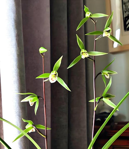 Cymbidium KanRan QingDai 寒兰青黛 Long-lasting fragrant flowers