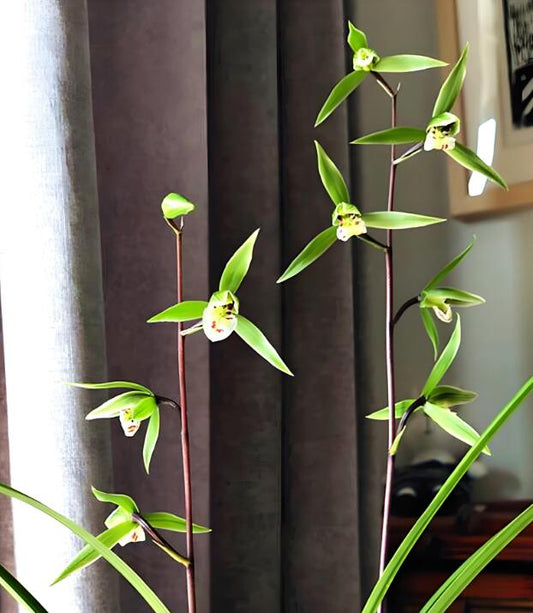 Cymbidium KanRan QingDai 寒兰青黛 Long-lasting fragrant flowers