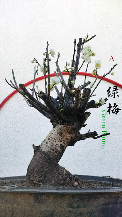 Rare Green Calyx Japanese Apricot Bonsai (Prunus mume) – 25+ Year Old with Flower Buds