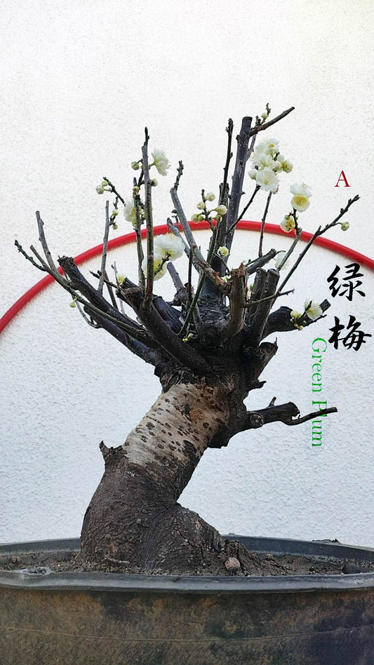 Rare Green Calyx Japanese Apricot Bonsai (Prunus mume) – 25+ Year Old with Flower Buds
