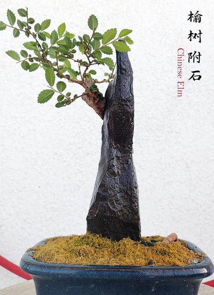 Chinese Elm Root-over-XinJiang Rock Bonsai – Beginner Friendly easy care shipping with pot