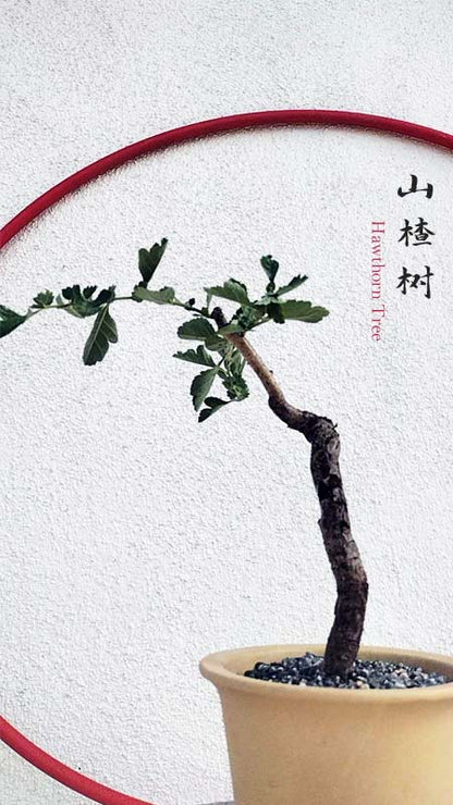 Small Leaf Hawthorn Bonsai Tree – Flowering & Fruiting Live Bonsai Plant