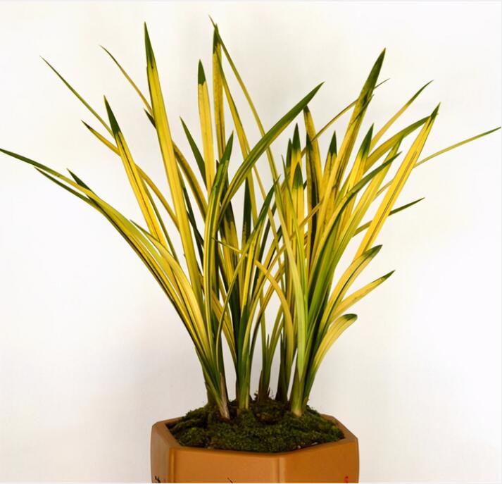 Cymbidium Ensifolium BaBaoQiZhen Fragrant Flowers Easy to Grow, Buds